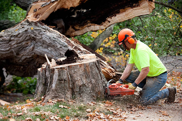 Best Best Tree Removal Services  in USA